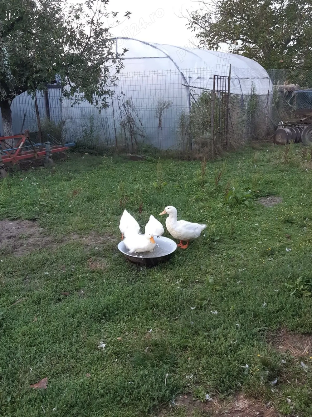 3 rațe (4kg) + 1 rățoi (5kg) 