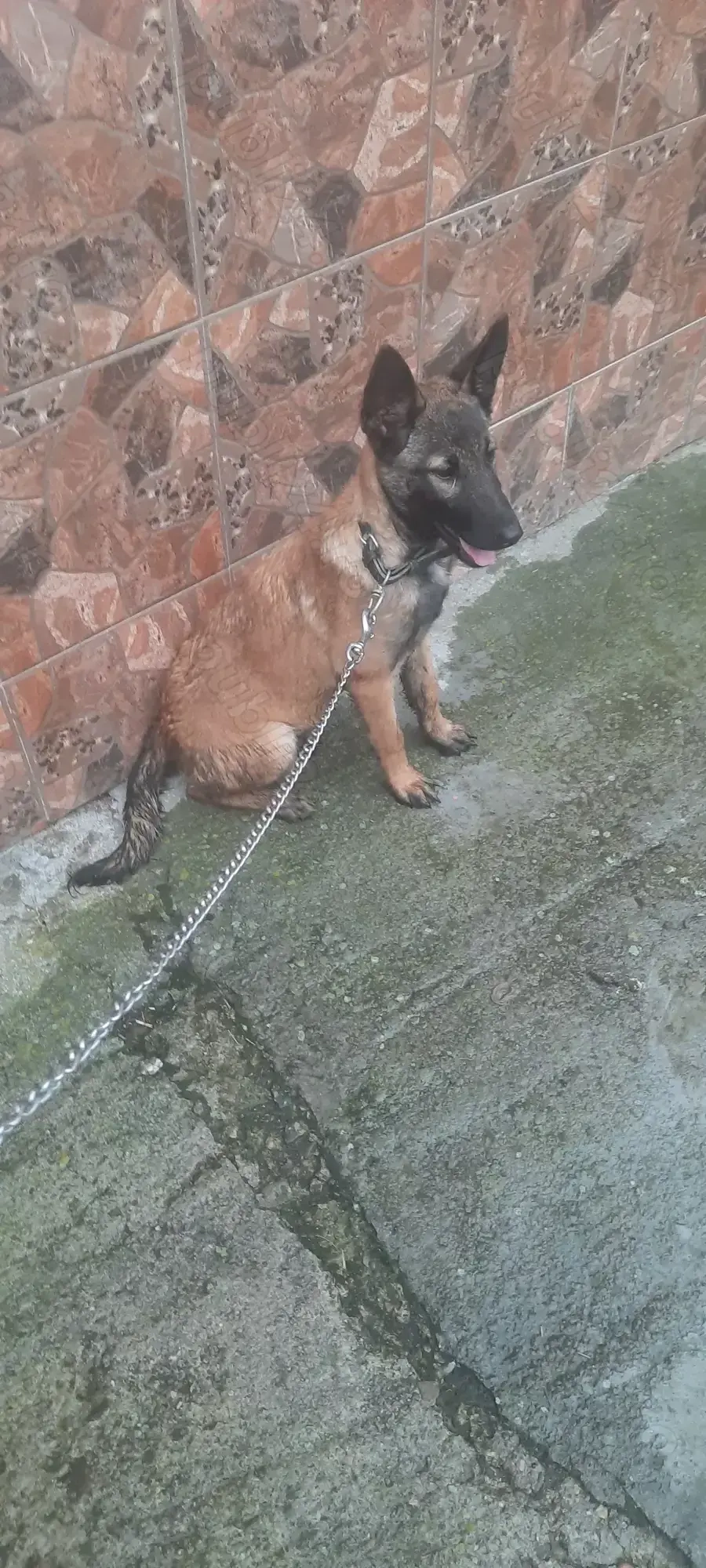 Vând cățelușă belgian malinois 