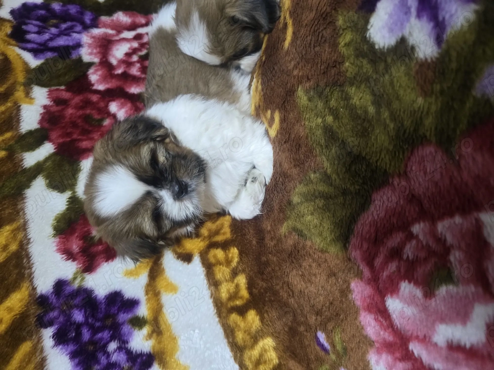 Puiuți shih  tzu jucausi Puiuți shih  tzu jucausi