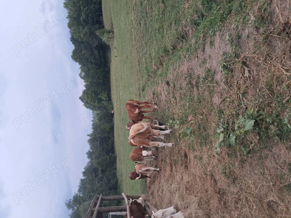 Vand vitel de tinut sau sacrificat  Vand vitel de tinut sau sacrificat