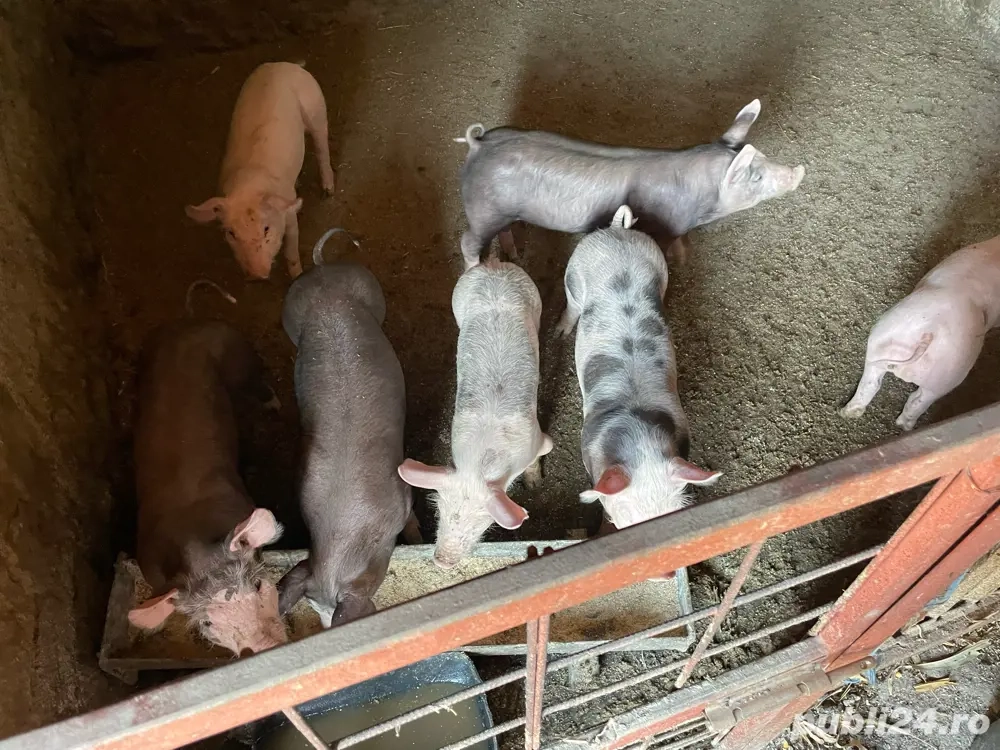 Vând purcei Vând purcei