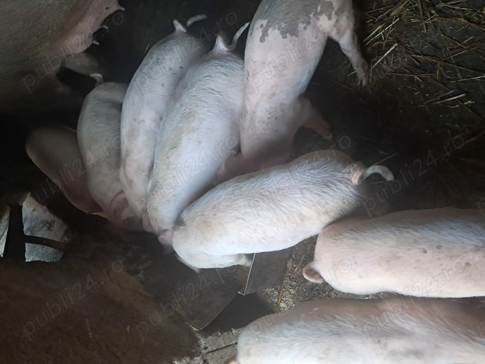 Purcei de vanzare...