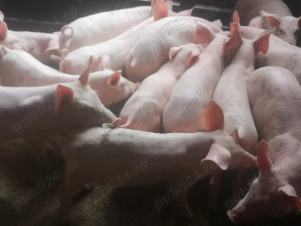 Vând purcei 9 săptămâni 