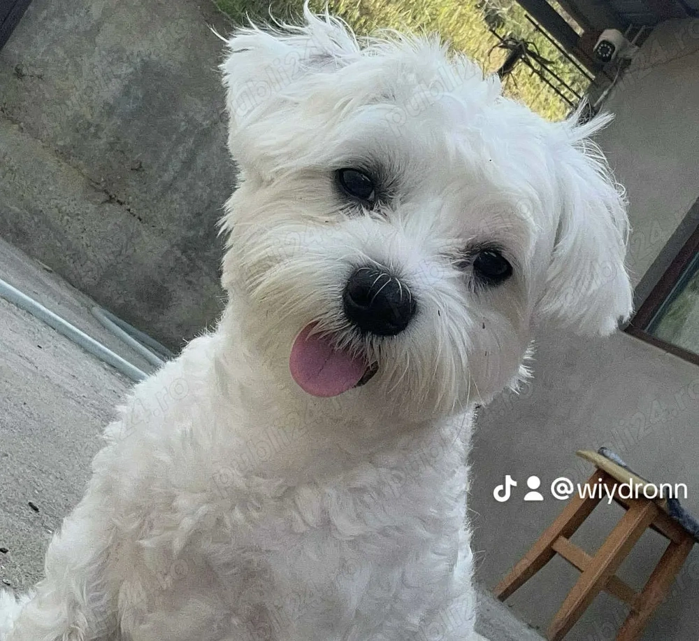 Vând Bichon mini toy 