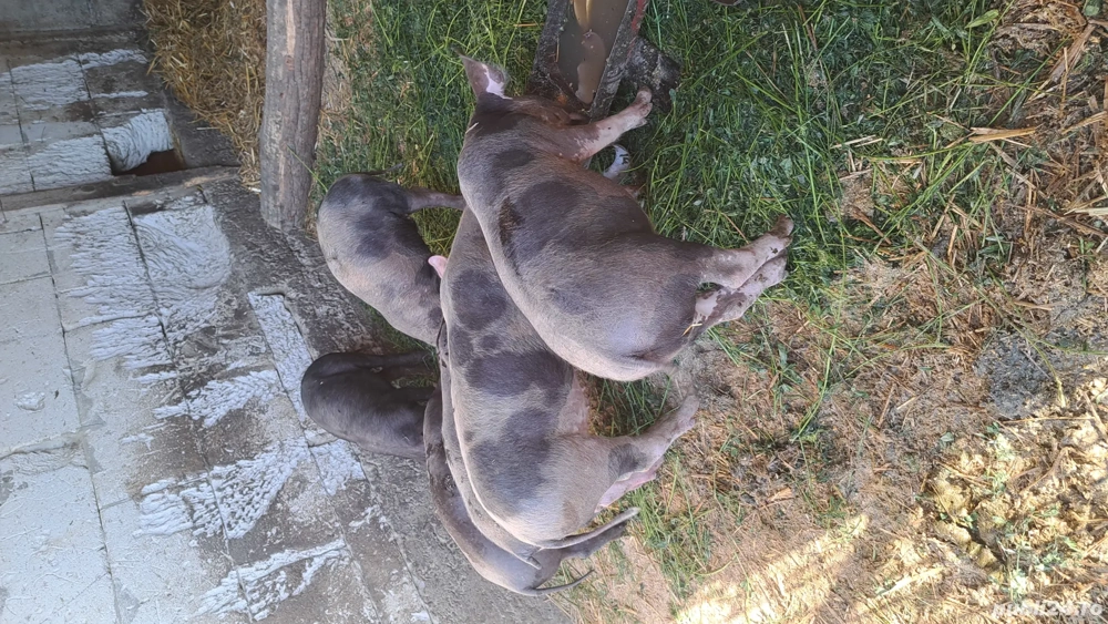 Purcei de vânzare  Purcei de vânzare