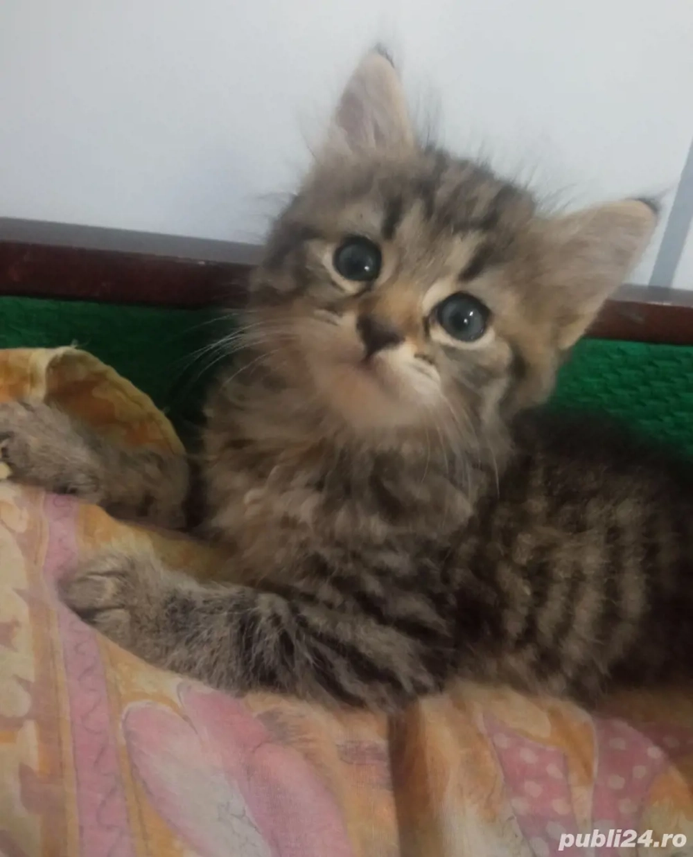 Norvegian de pădure 