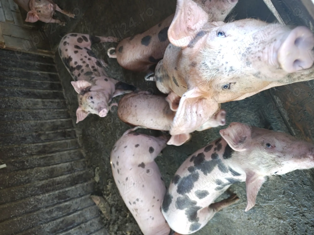 Purcei de vânzare 10 saptamani