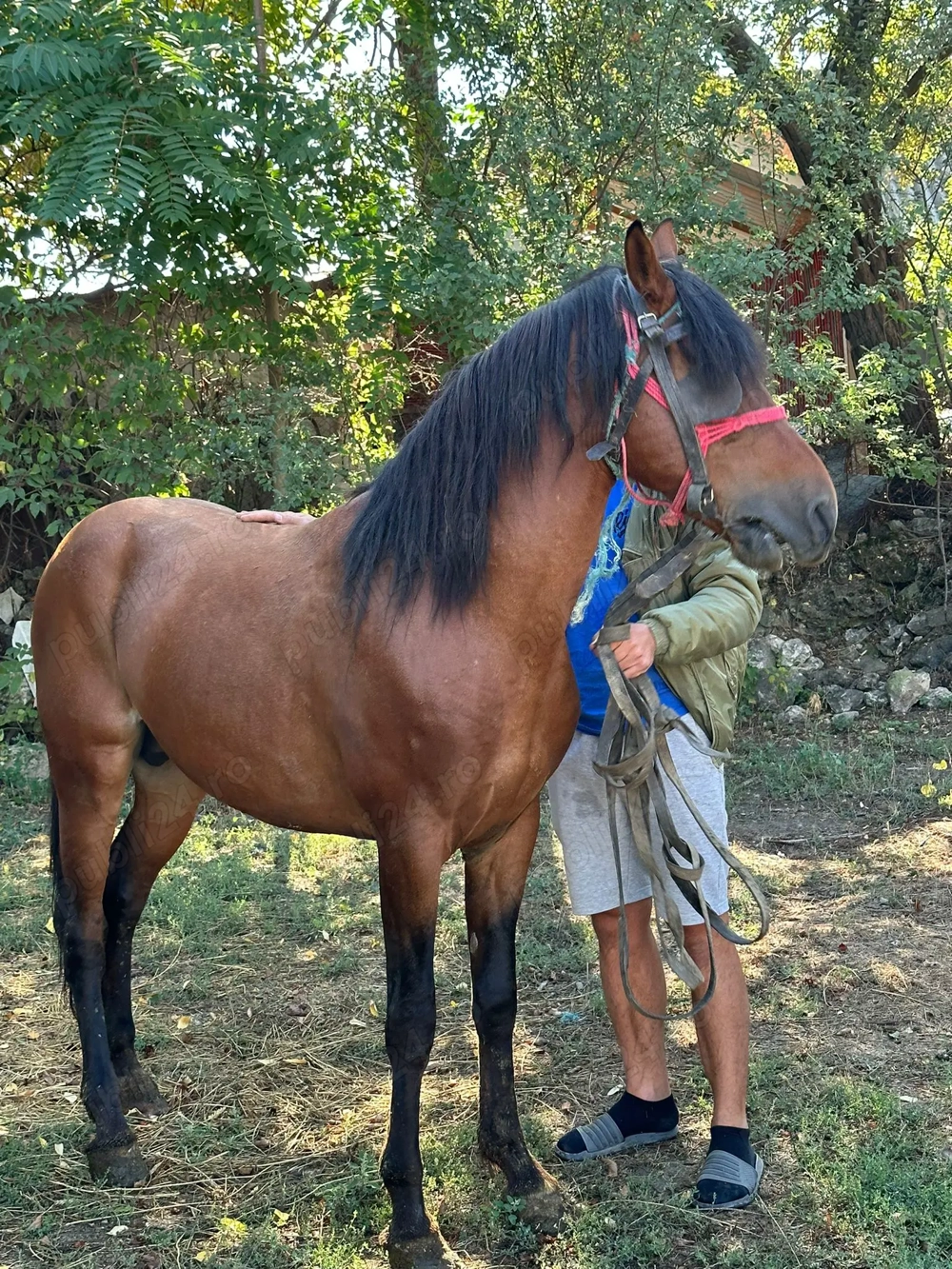 Armăsar de vânzare ! Armăsar de vânzare !