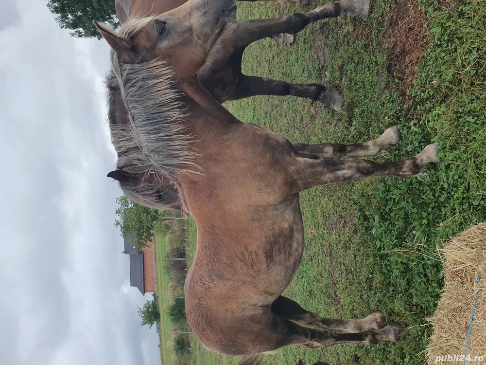 mânză  de vanzare  mânză  de vanzare