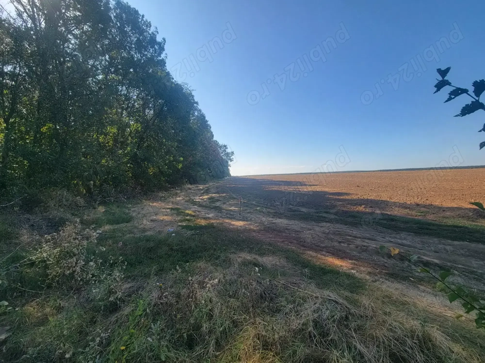 Investiție ! Teren  unicat , S= 12500 mp , Pădurea Comana , D = 52 ml la Drum Județean   Investiție ! Teren  unicat , S= 12500 mp , Pădurea Comana , D = 52 ml la Drum Județean