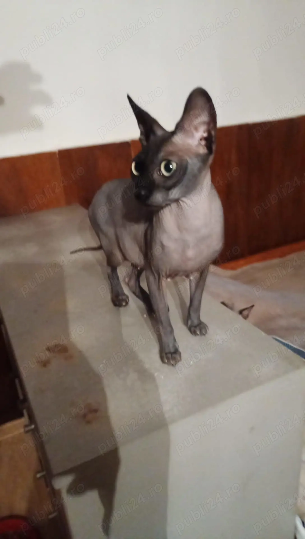 Pisică Sphinx de vânzare în Deva 