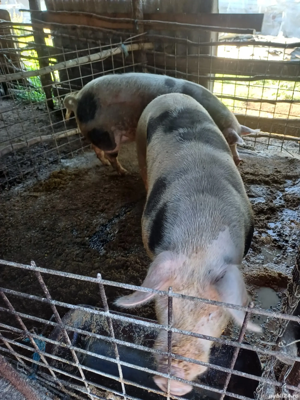 Vând porci de casa greutate de la 140-190kg  Vând porci de casa greutate de la 140-190kg