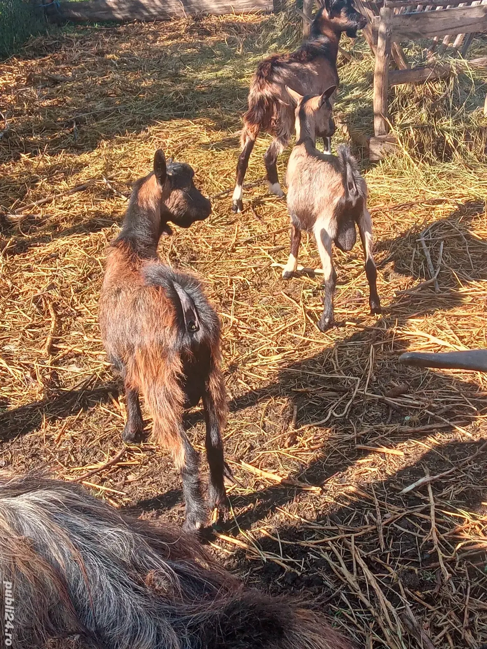 vând iezi vând iezi