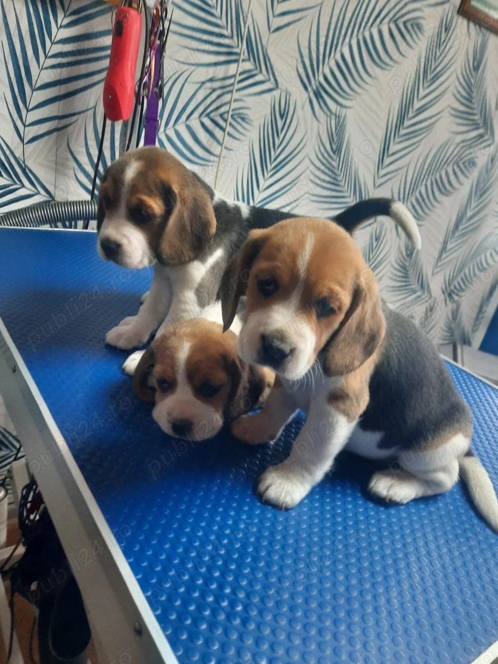 Pui Beagle rasa pură   vaccinați, 2 luni