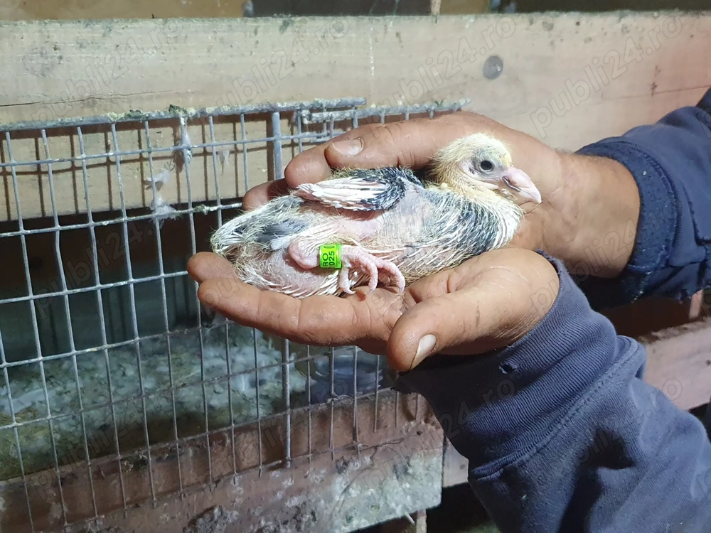 Vând porumbei voiajor ornament și voiajor zbor Vând porumbei voiajor ornament și voiajor zbor