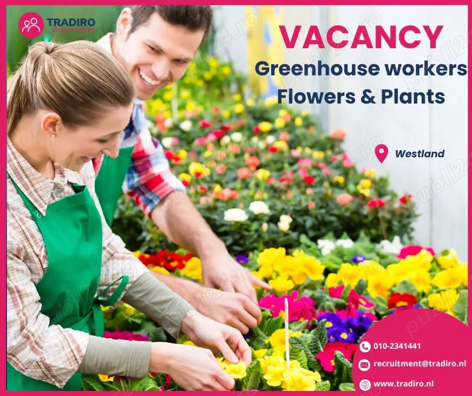 Locuri de munca in Olanda