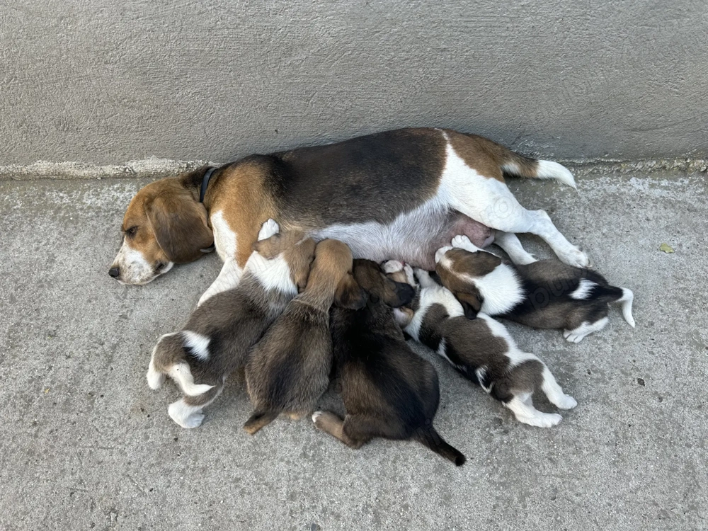 Pui Beagle de vanzare