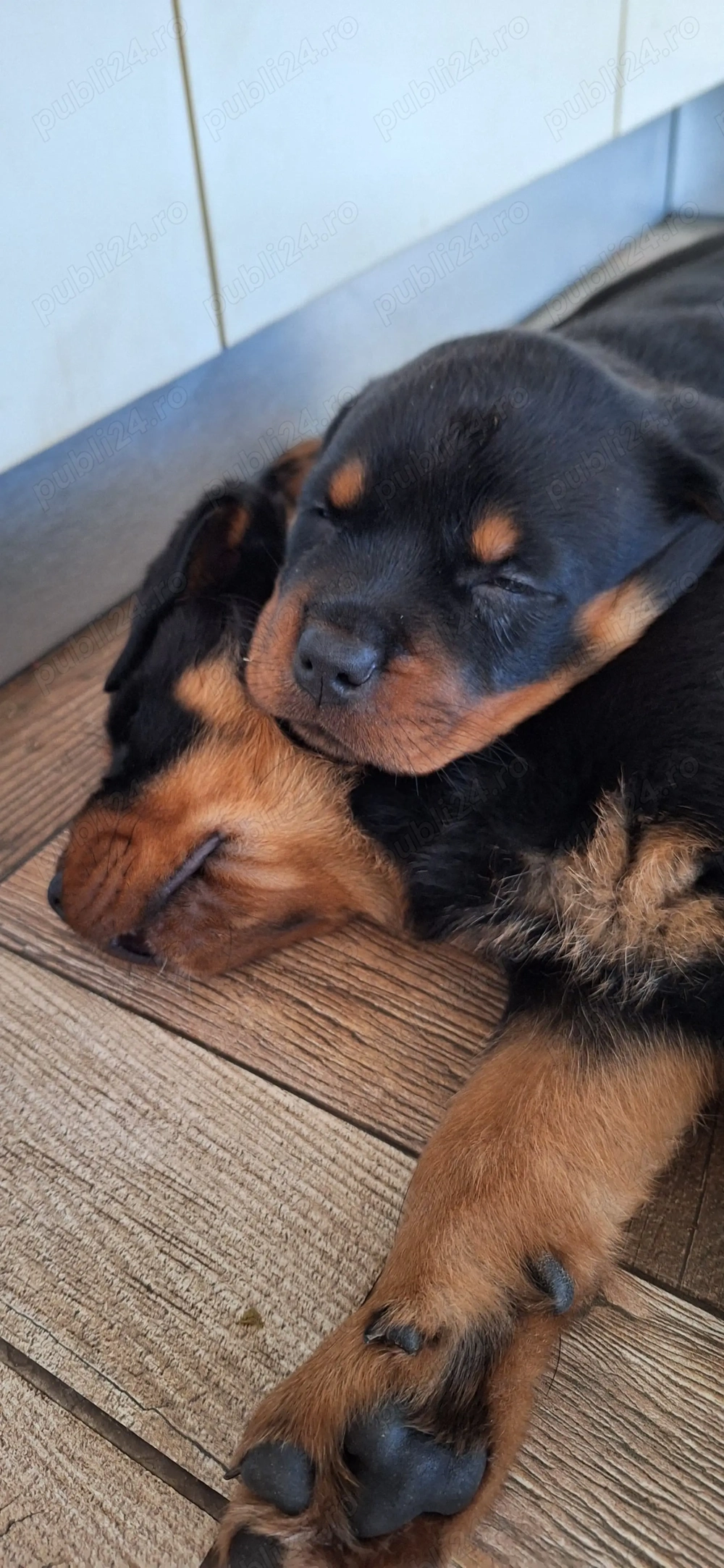 pui rottweiler,parinti cu pedigree