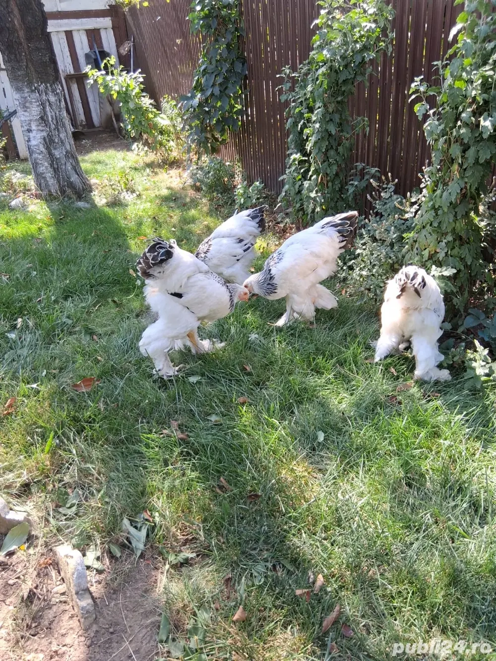 Gaini Brahma, Pereche Cochinchina talie mare alb si bobat