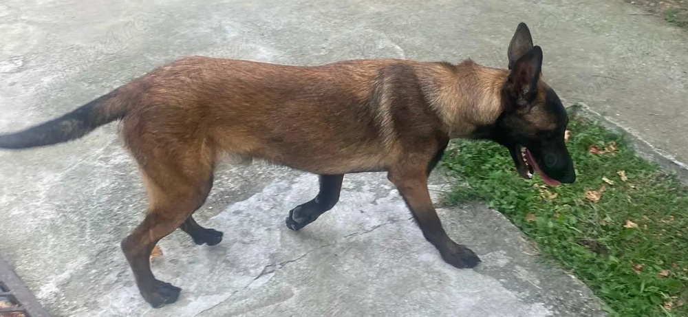 vind animal de companie vind animal de companie