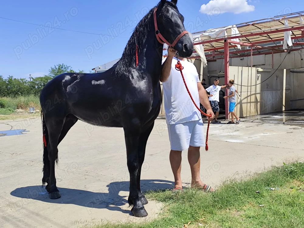 MÂNZ frizian de vanzare MÂNZ frizian de vanzare