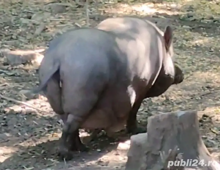 Super oferta scroafa+3purcei de 2 luni toti la 1000lei Rasa pura