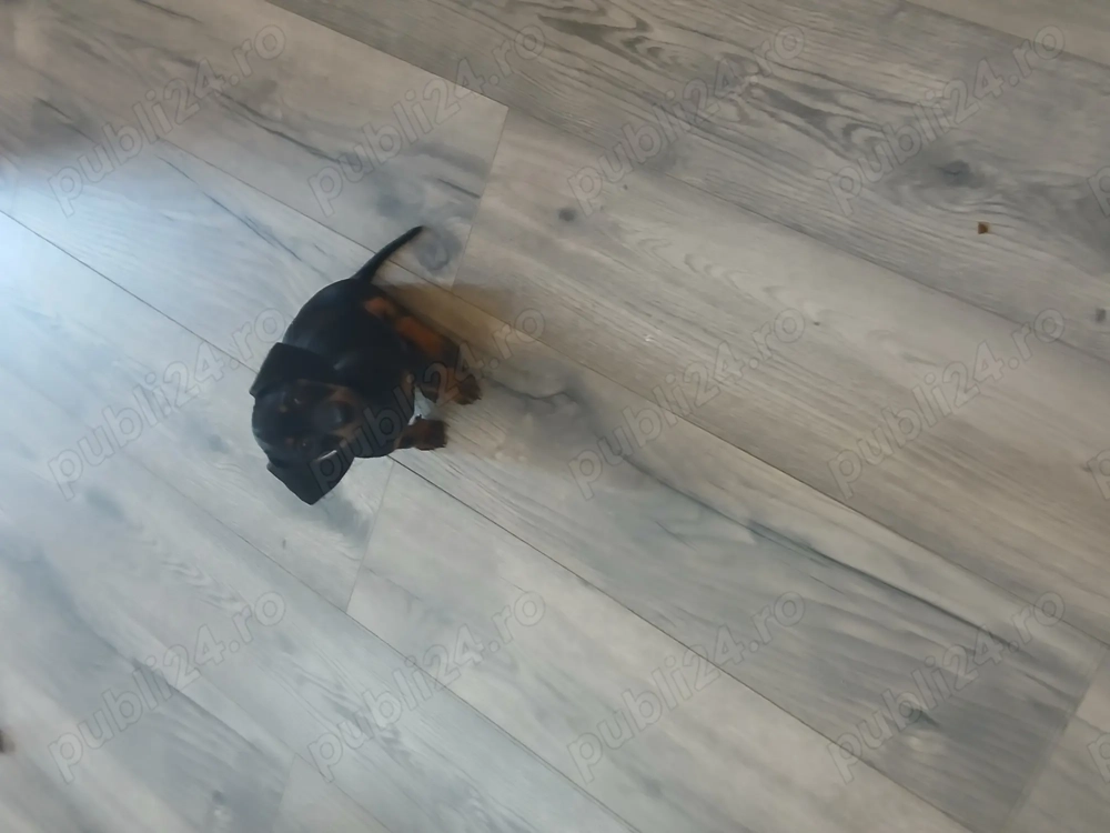 Vând pui tekel Vând pui tekel