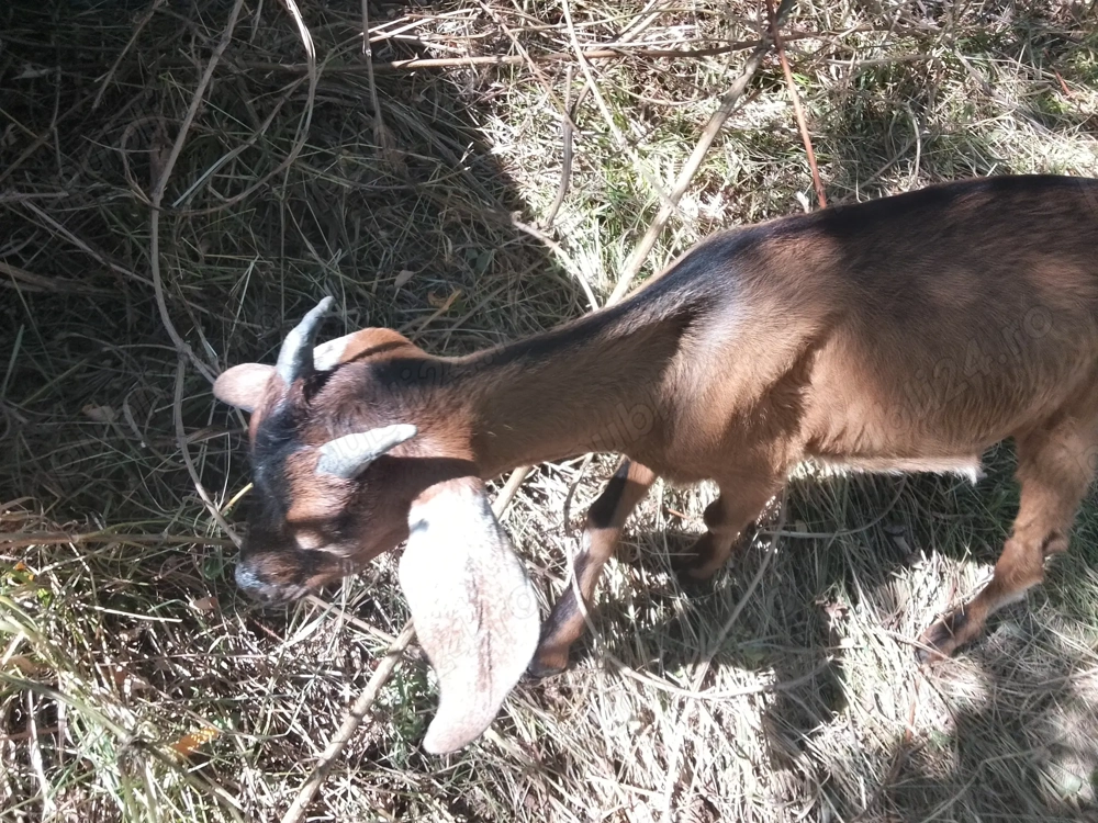 vand iezi anglo-nubieni de 5 luni