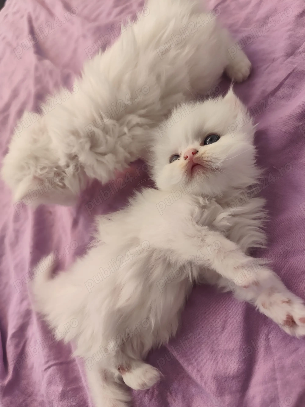 Pui persani  superbi așteaptă stăpân iubitor 