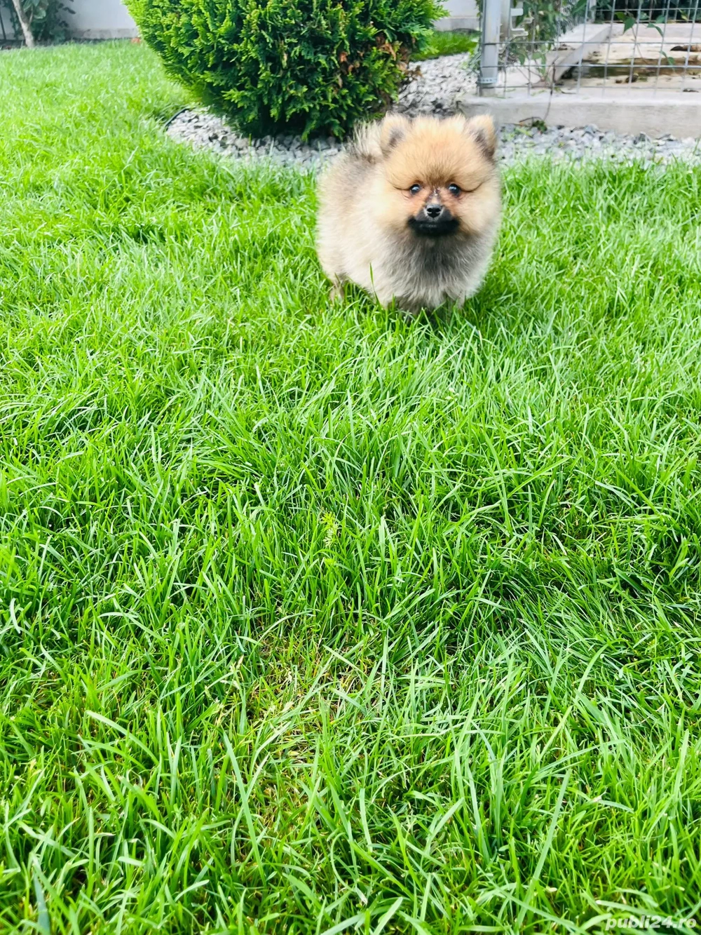 pomeranian toy maroo! pomeranian toy maroo!