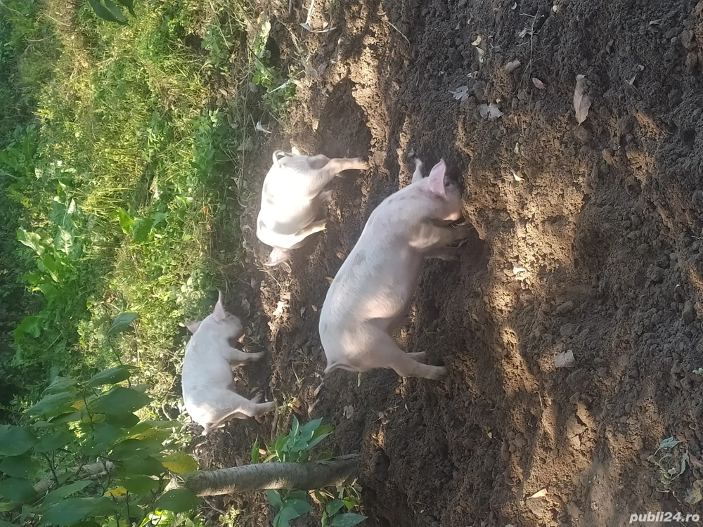 Vand purcei! 10saptamani