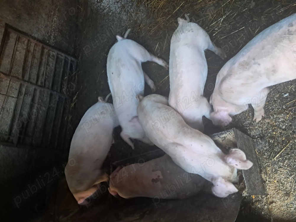 Purcei de vanzare....