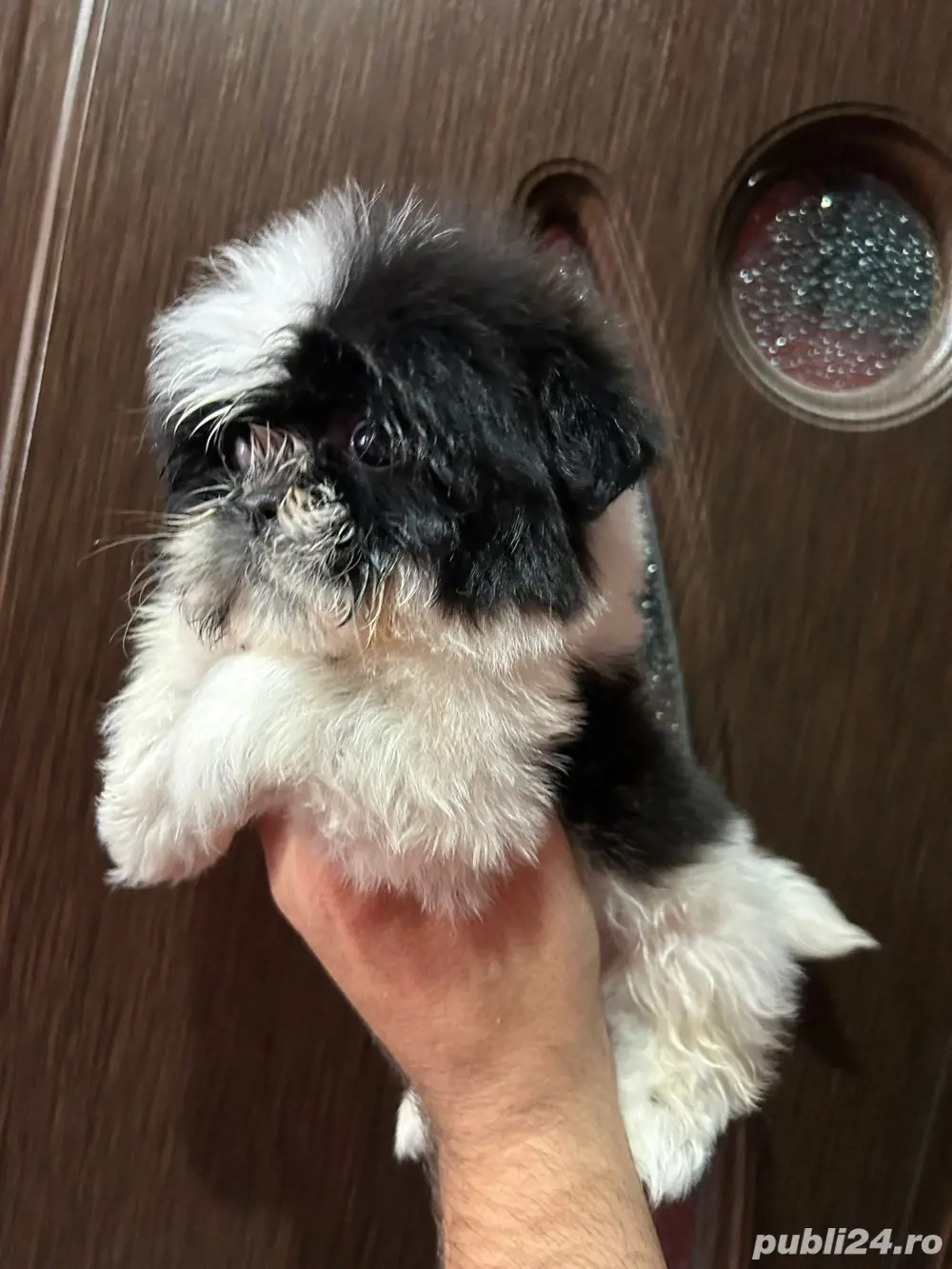 catelus shitzu rasa pura 