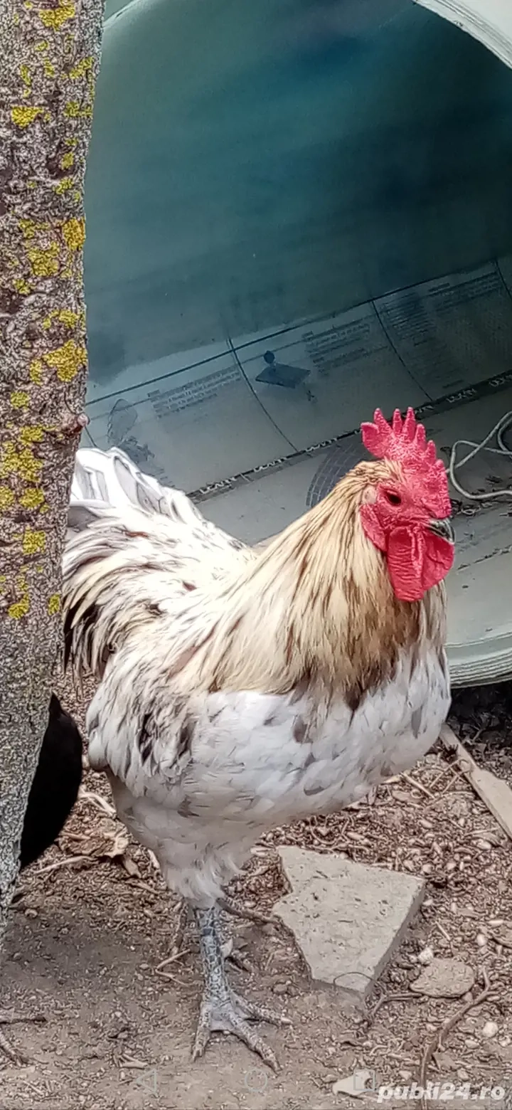 Cocoși și găini Australop de vânzare 