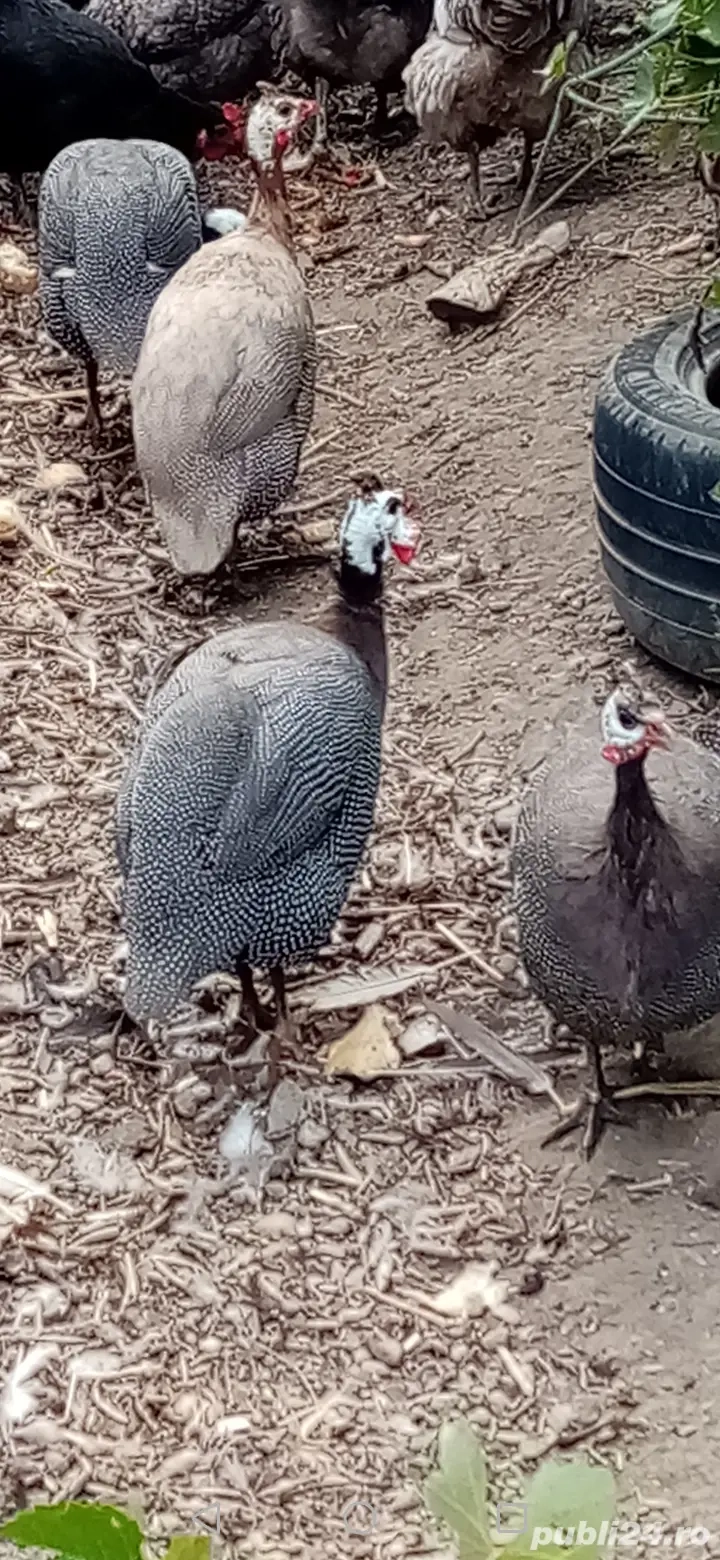 Bibilici și bibiloi de vânzare Bibilici și bibiloi de vânzare