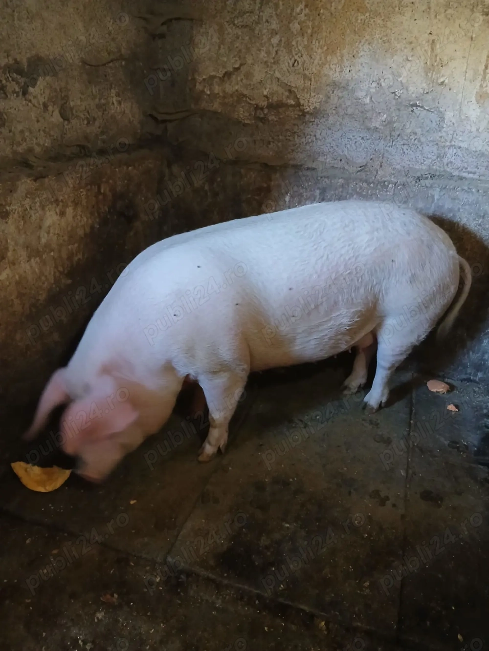 Vând scroafă de 200-250 de kg