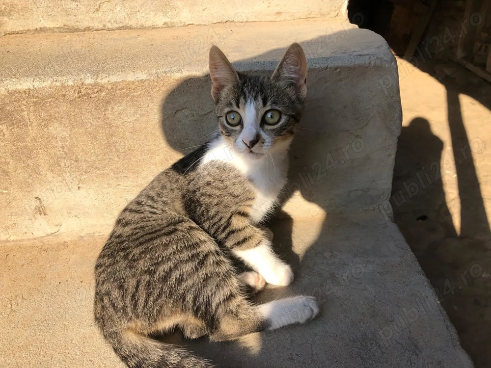 Pisicuti spre adoptie Gorj