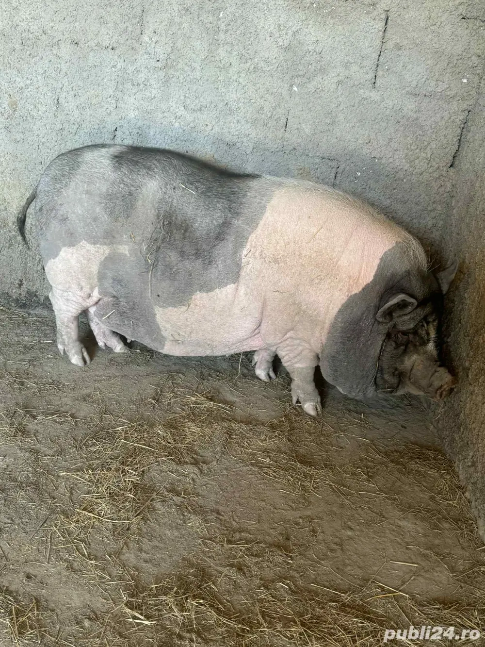 Purcea vietnameza  Purcea vietnameza