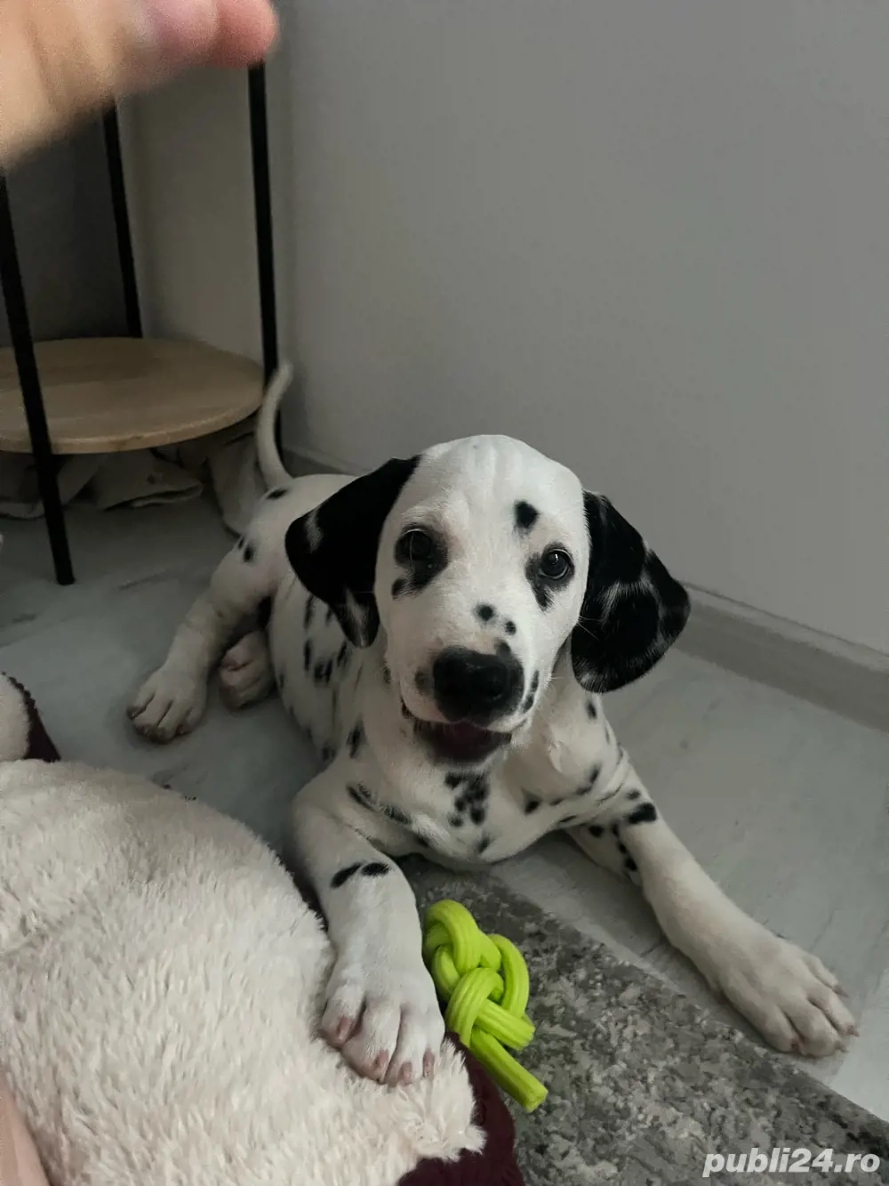 Dalamtian isi cauta familie. 