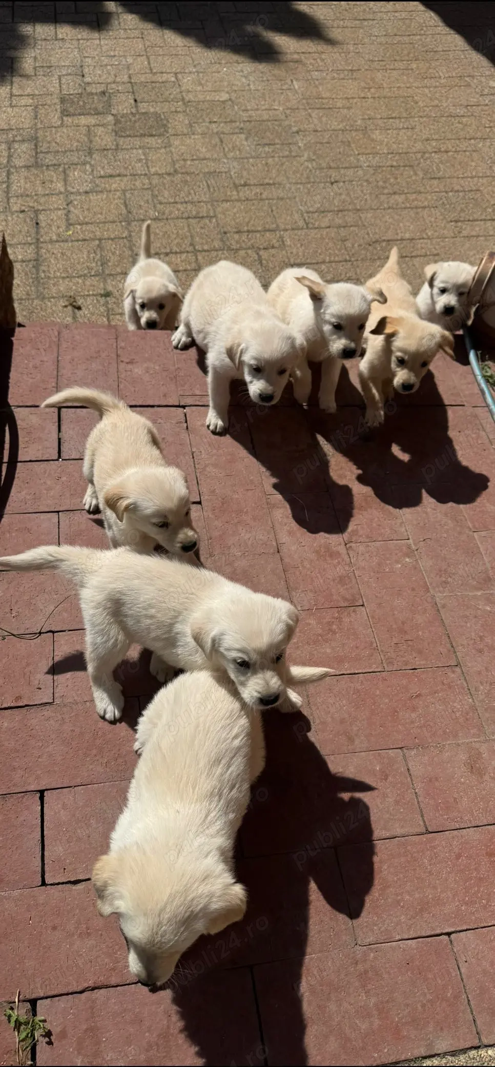 Golden Retriever pui - caut stapan Golden Retriever pui - caut stapan