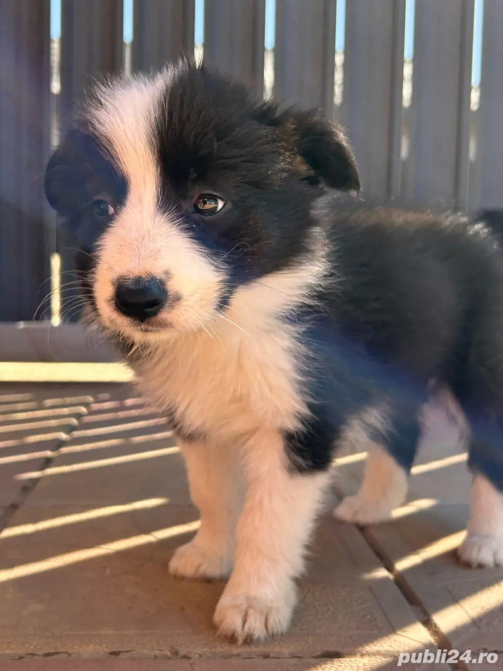 Cățeluși Border Collie rasă pură 