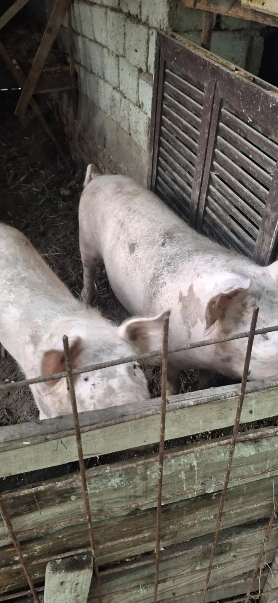 Vând porci, Caracal Olt Vând porci, Caracal Olt