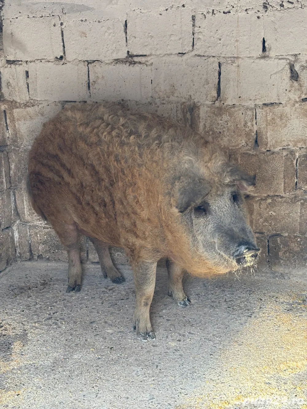 Porc gras mangalița