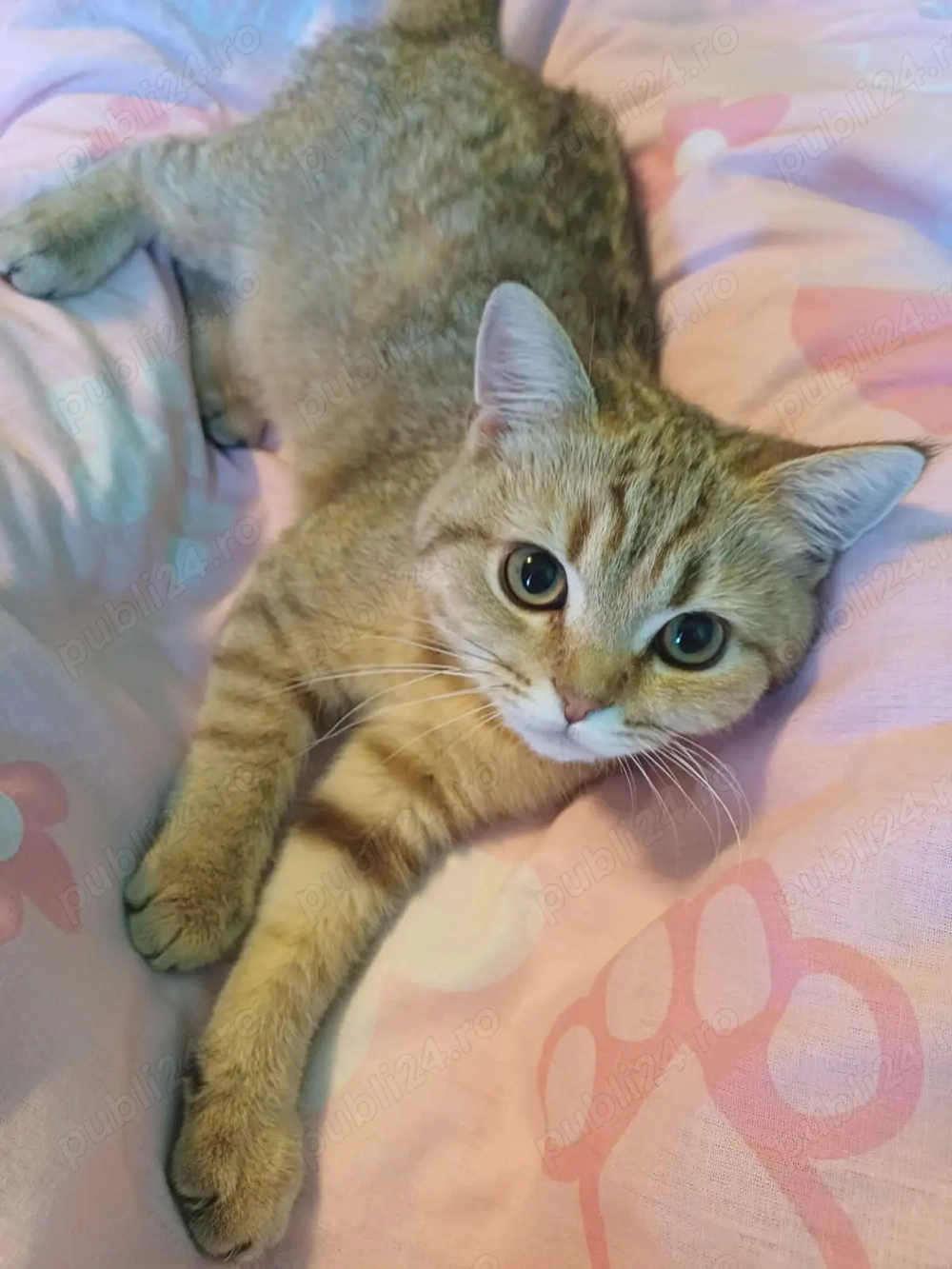 Puiut British Shorthair Brown Tabby