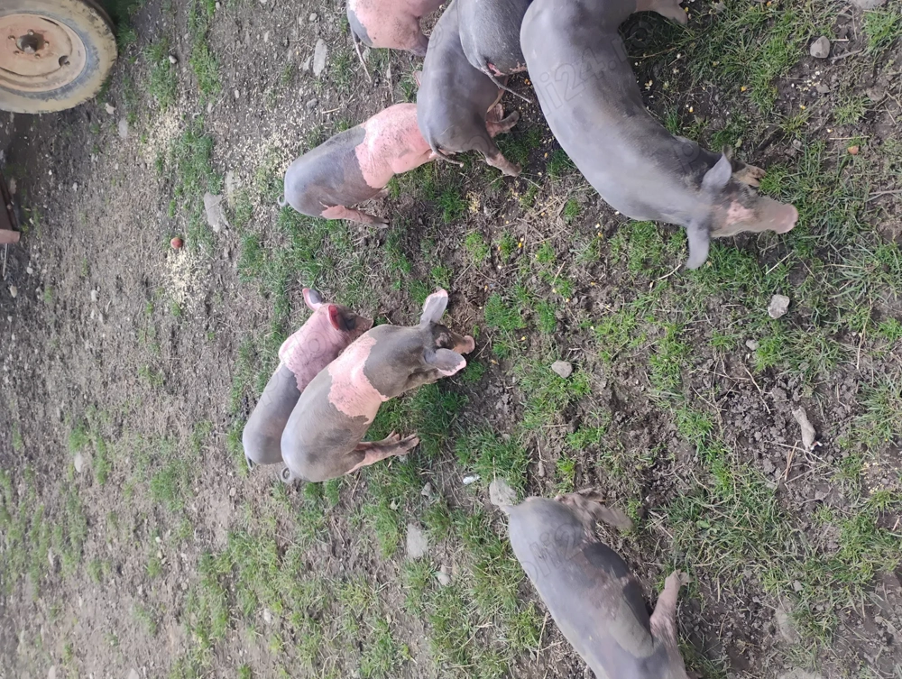 Vând purcei rasa pietrean belgian 