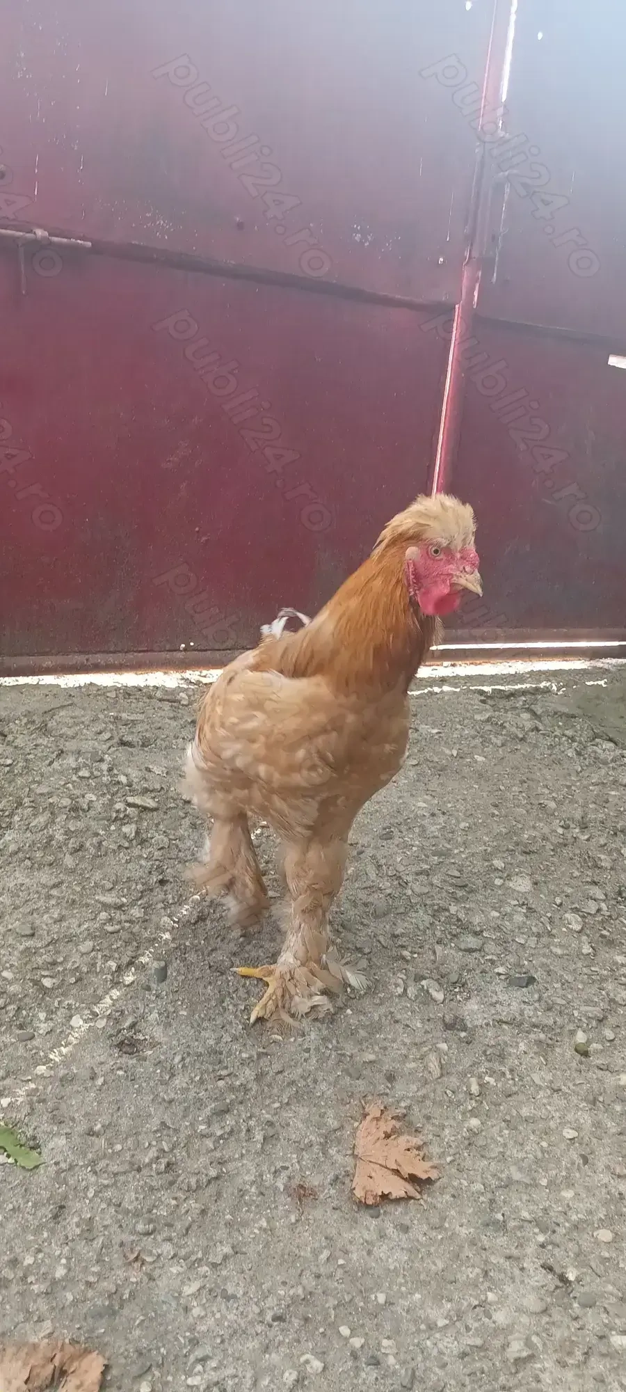 Vând Cocoş Cochinchina Vând Cocoş Cochinchina