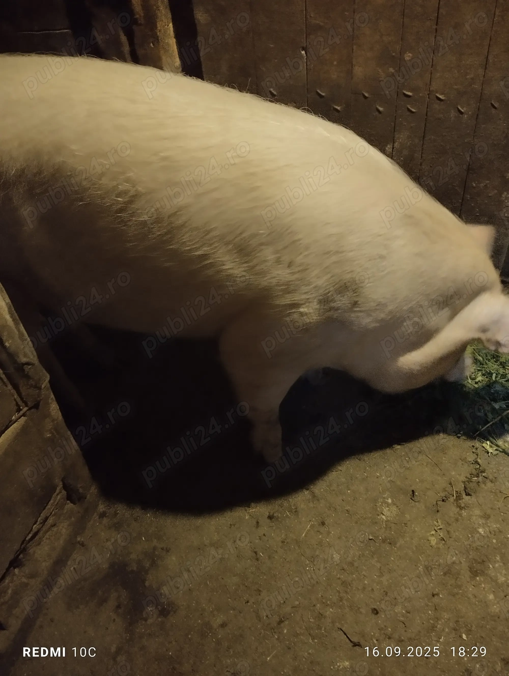 Porc de vînzare  Porc de vînzare