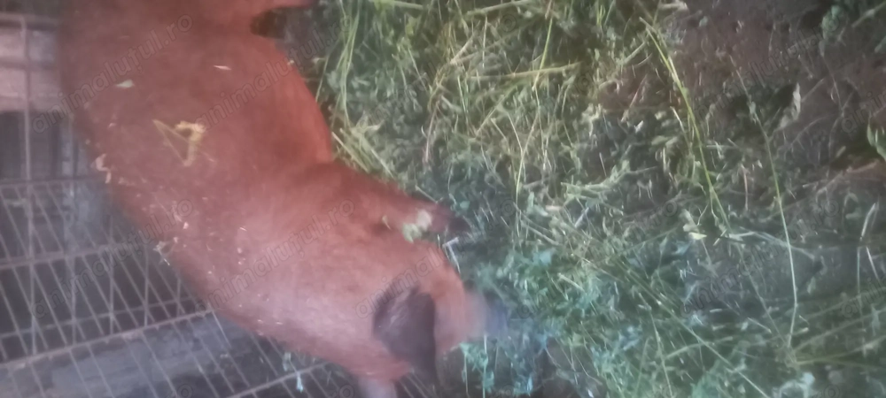 Vand purcei porci mangalita  