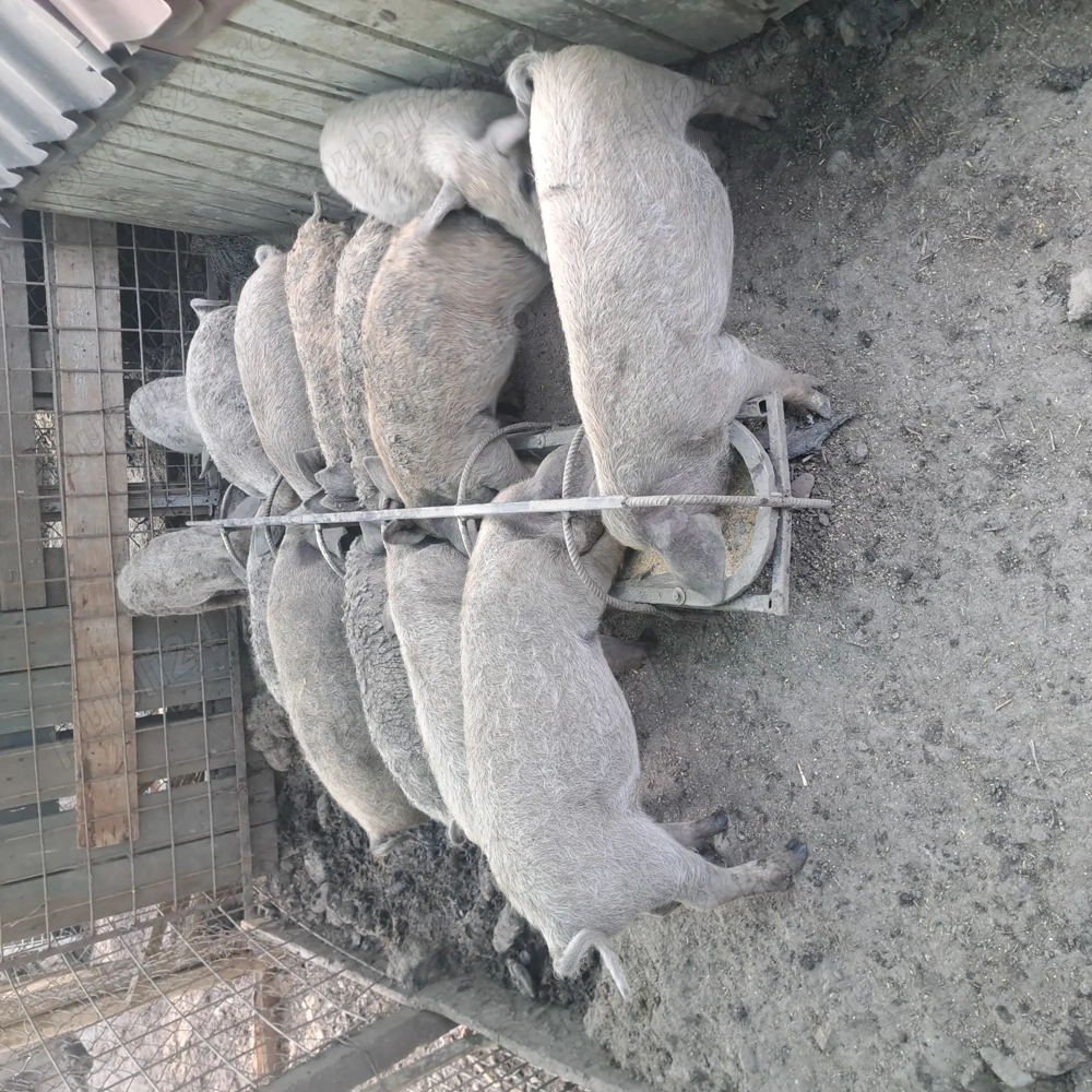 Vând purcei mangalita încărcați 