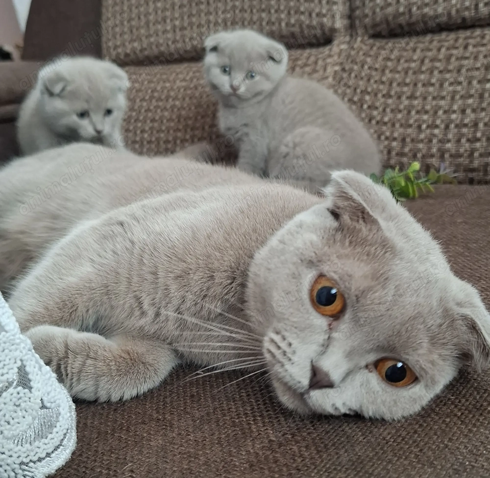Scottish fold rasa pura  Scottish fold rasa pura